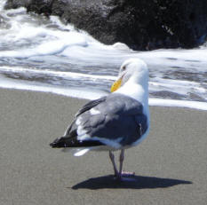 Johann Earlington Seagull